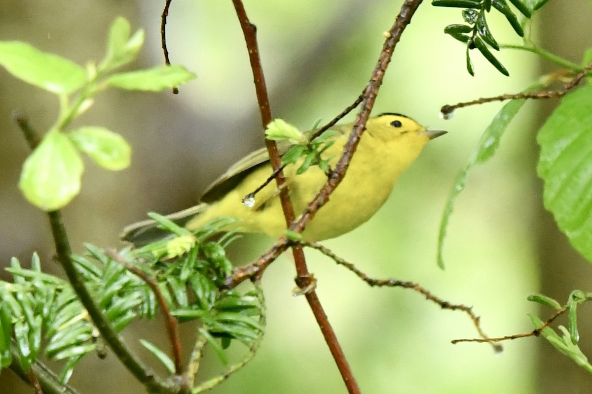 Wilson's Warbler - ML635450206