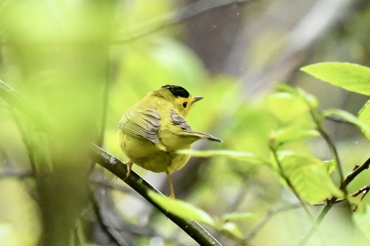 Wilson's Warbler - ML635450207
