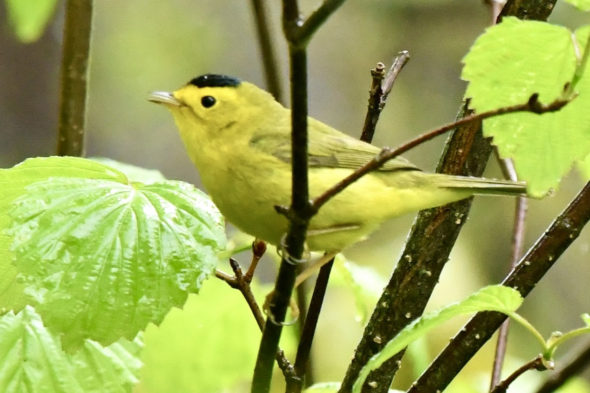 Wilson's Warbler - ML635450208