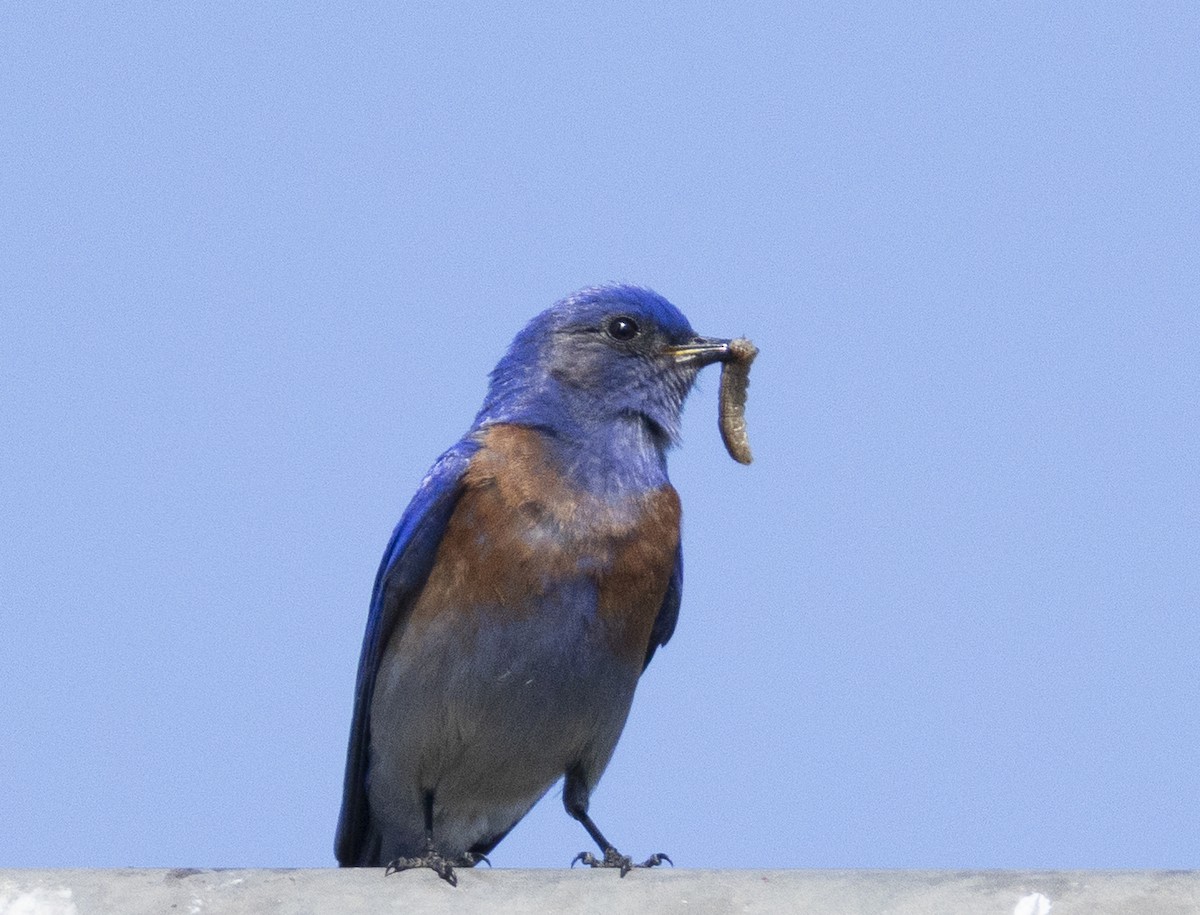Western Bluebird - ML635450243