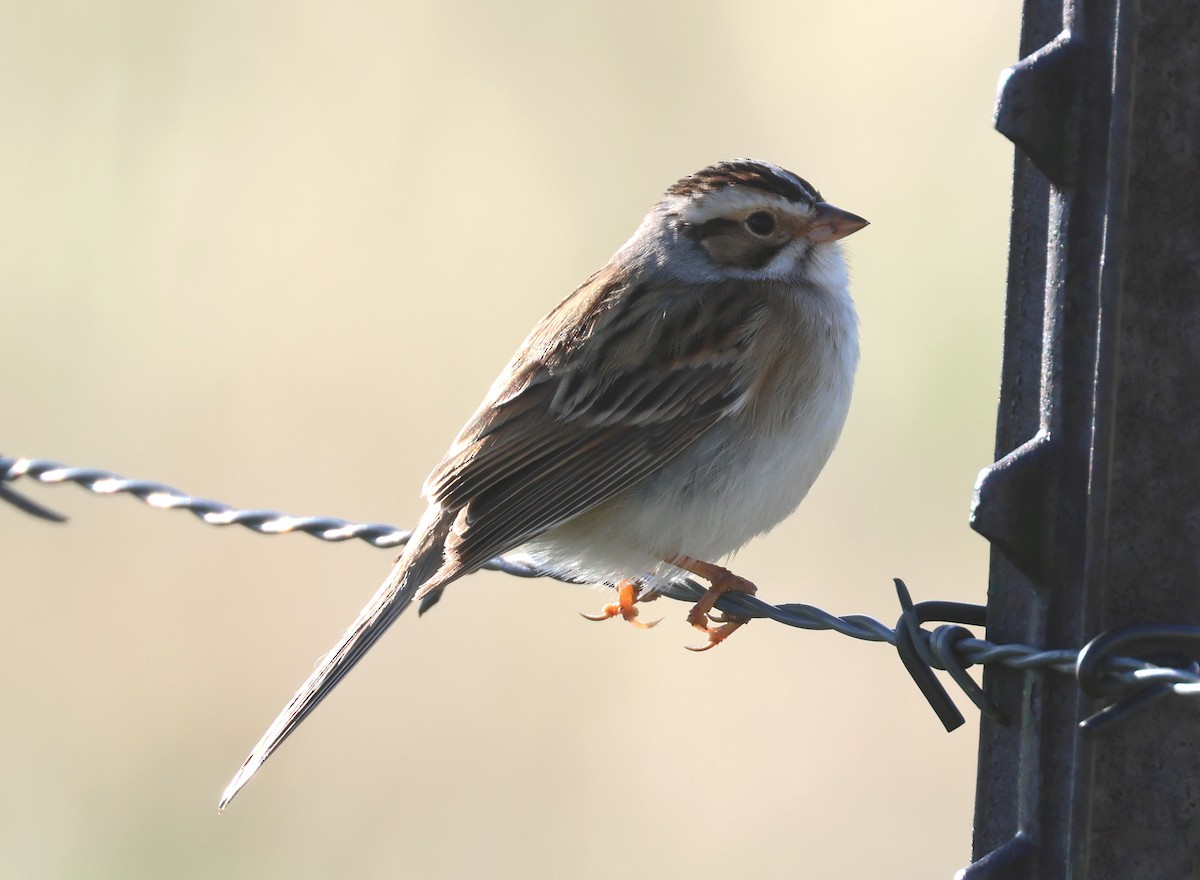 Clay-colored Sparrow - ML635450715