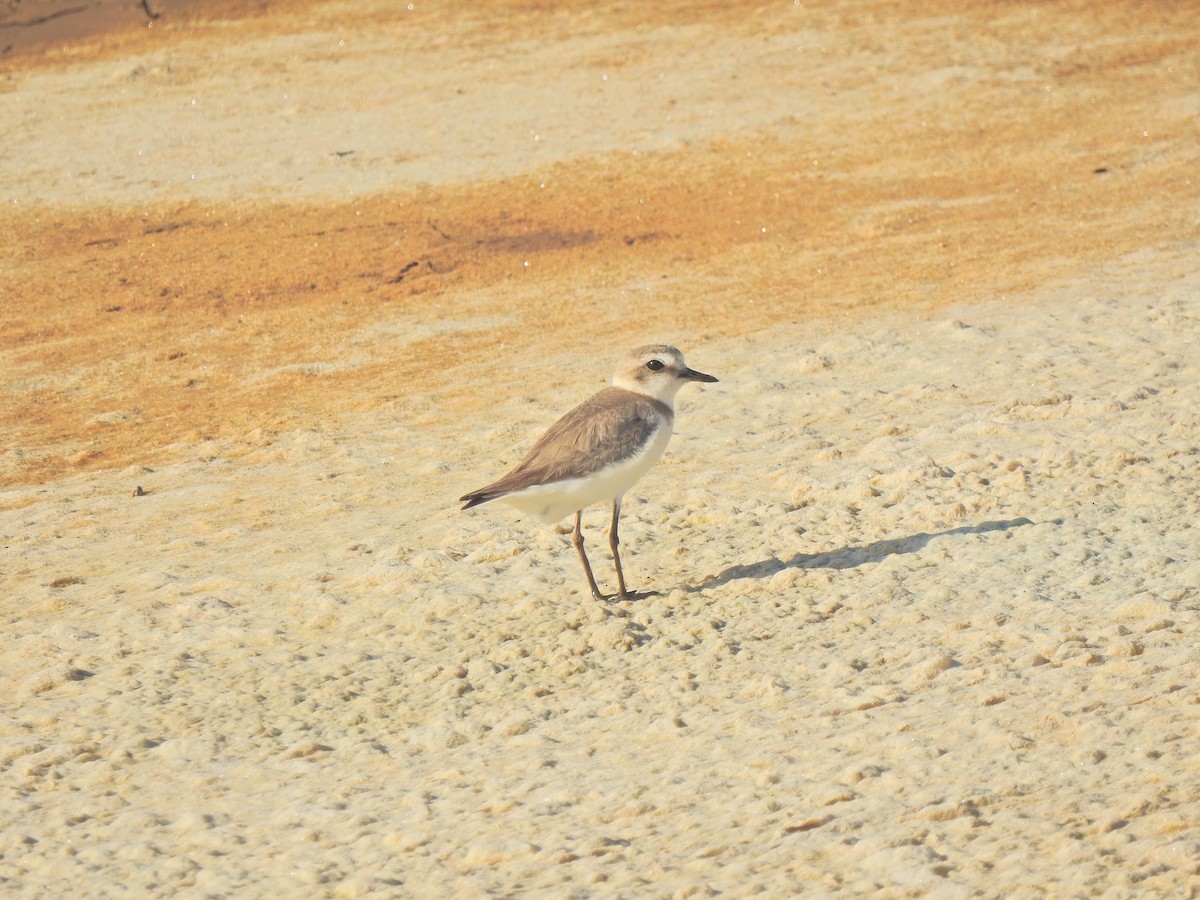 Kentish Plover - ML635450744