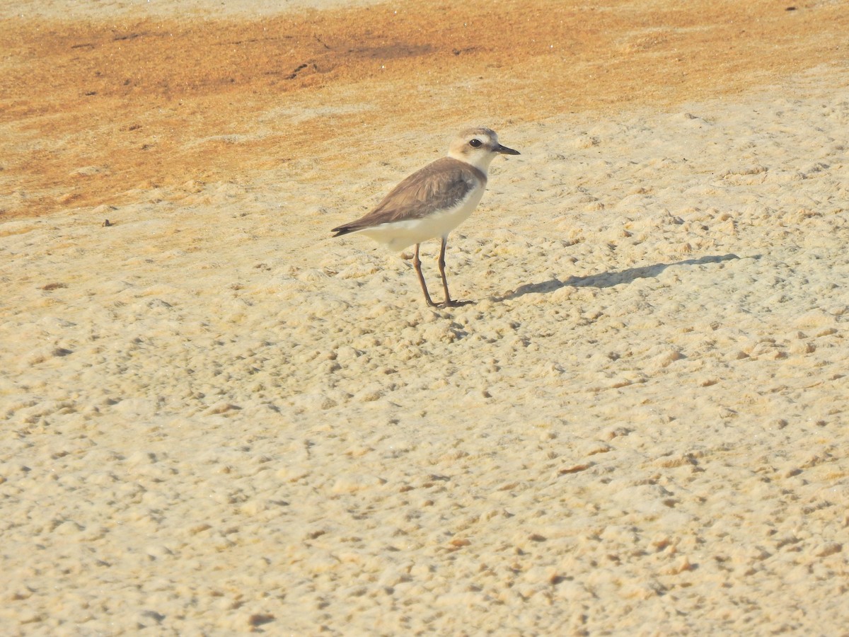 Kentish Plover - ML635450745