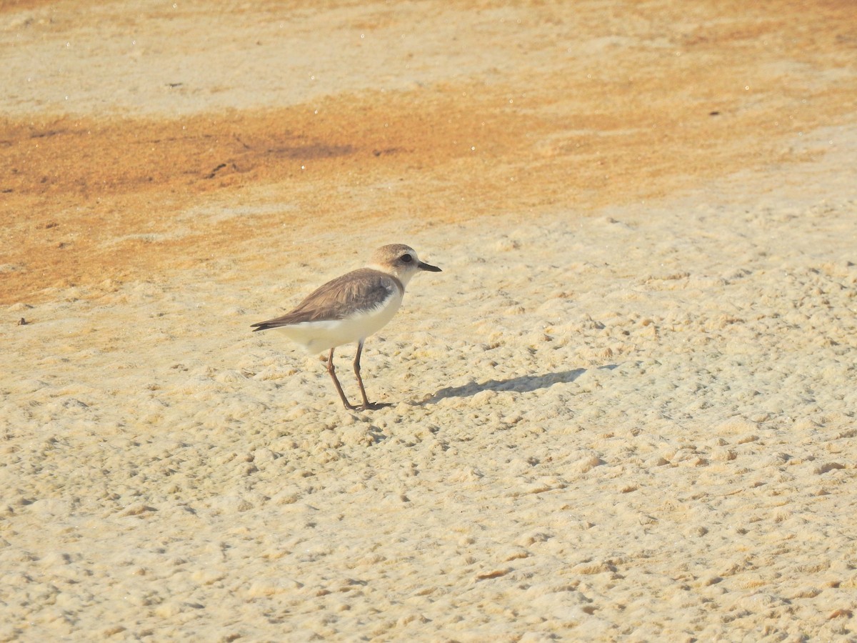 Kentish Plover - ML635450746