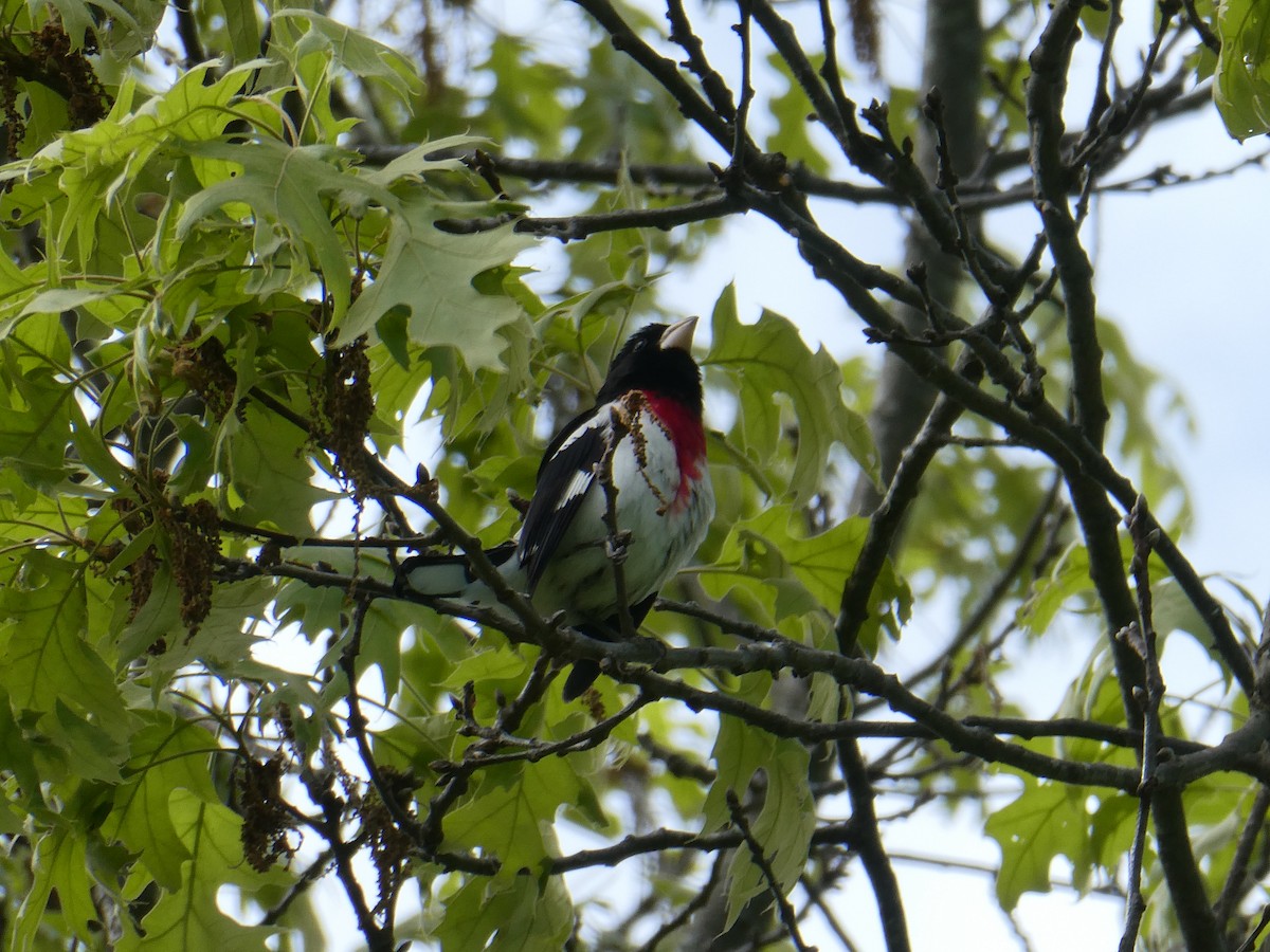 Rose-breasted Grosbeak - ML635450843