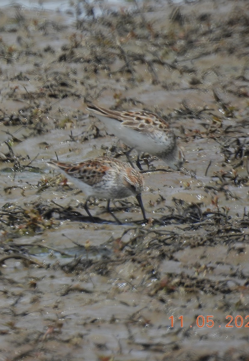Western Sandpiper - ML635450948