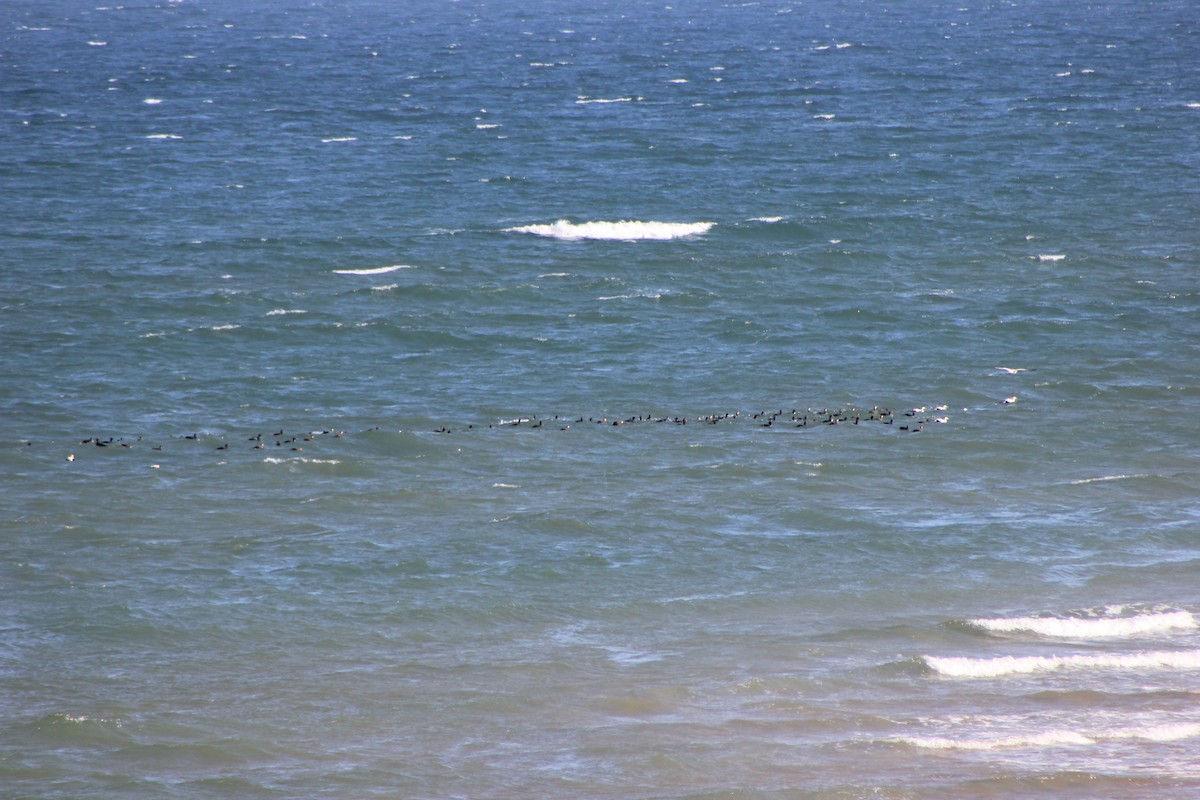 Common Scoter - ML635450973