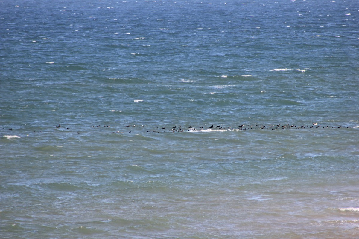 Common Scoter - ML635450978