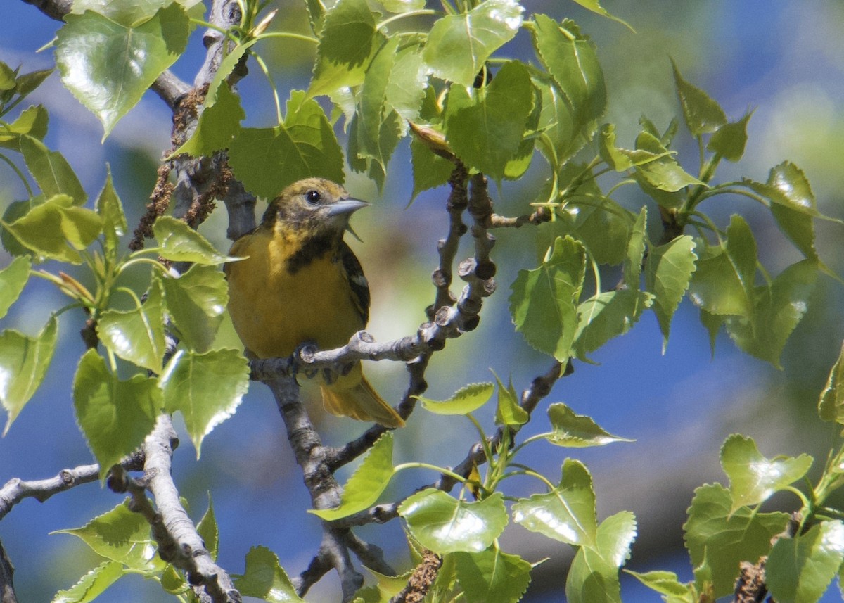 Baltimore Oriole - ML635450985