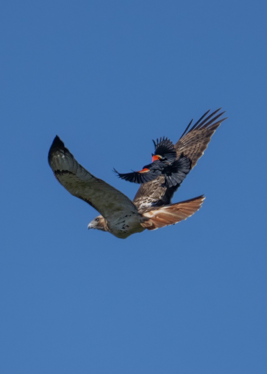 Red-tailed Hawk - ML635451037