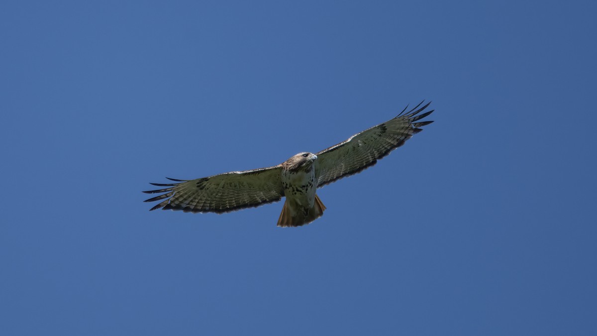 Red-tailed Hawk - ML635451038