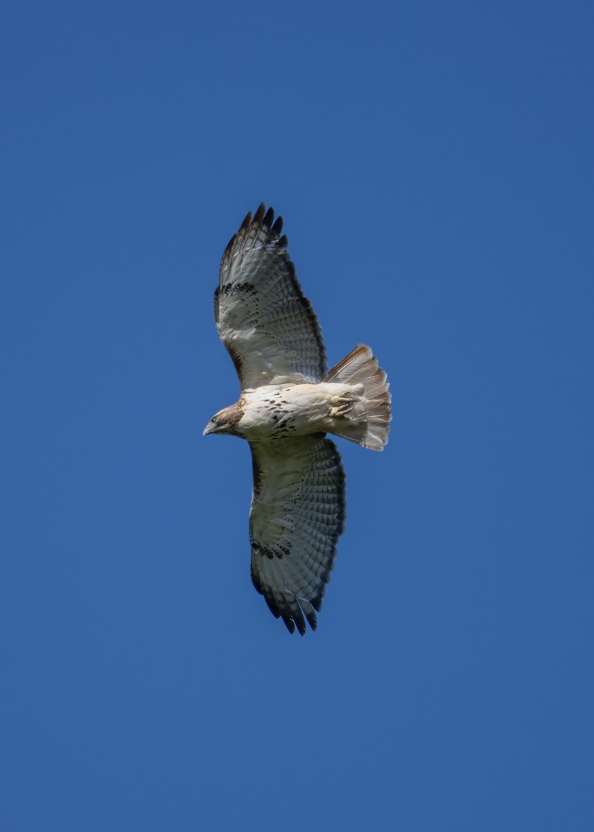 Red-tailed Hawk - ML635451039