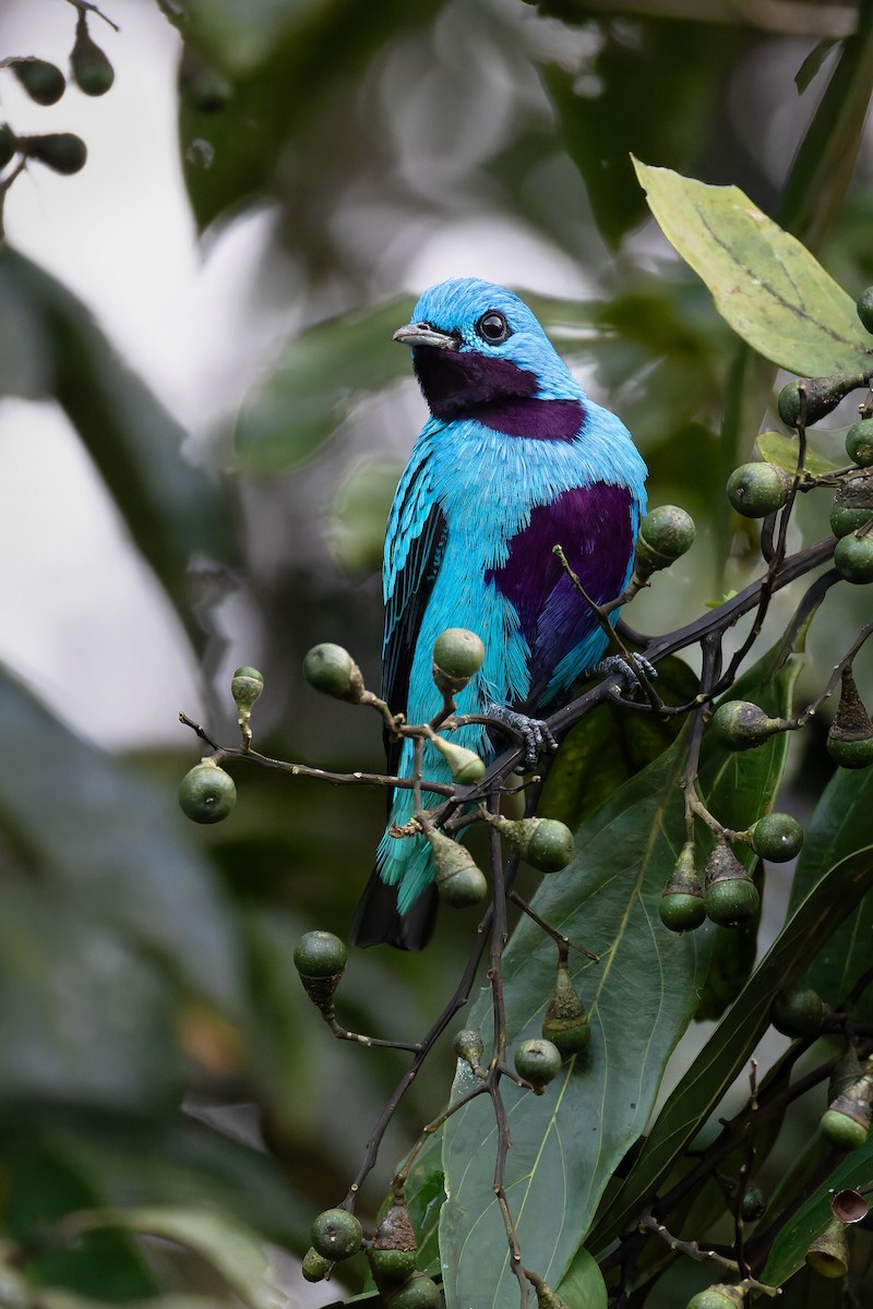 Turquoise Cotinga - ML635451053