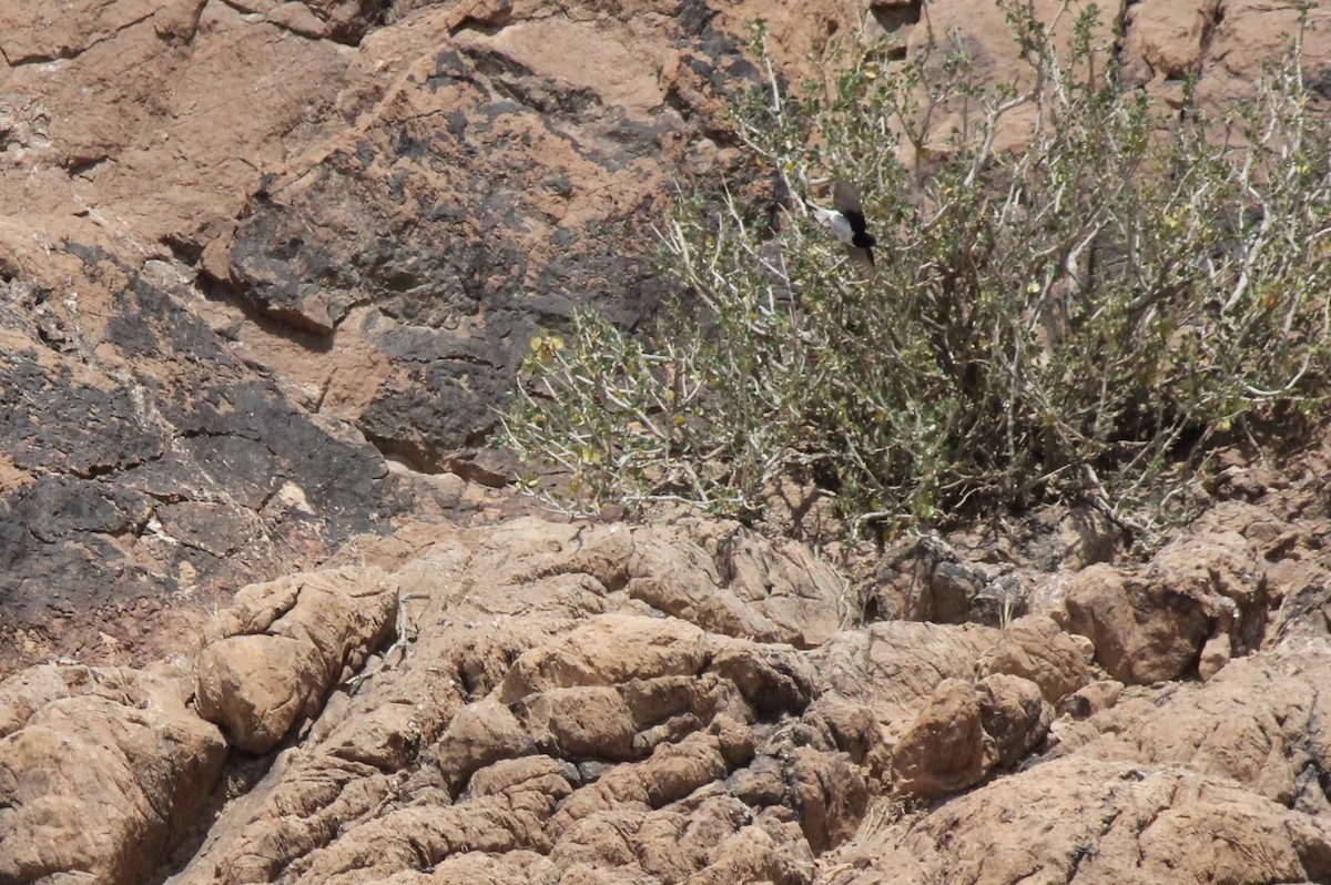 Hume's Wheatear - ML635451172