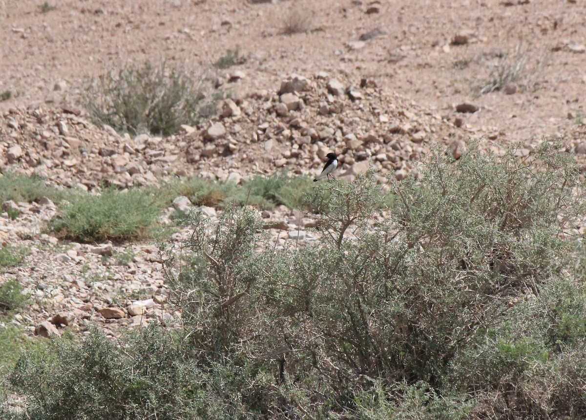 Hume's Wheatear - ML635451173