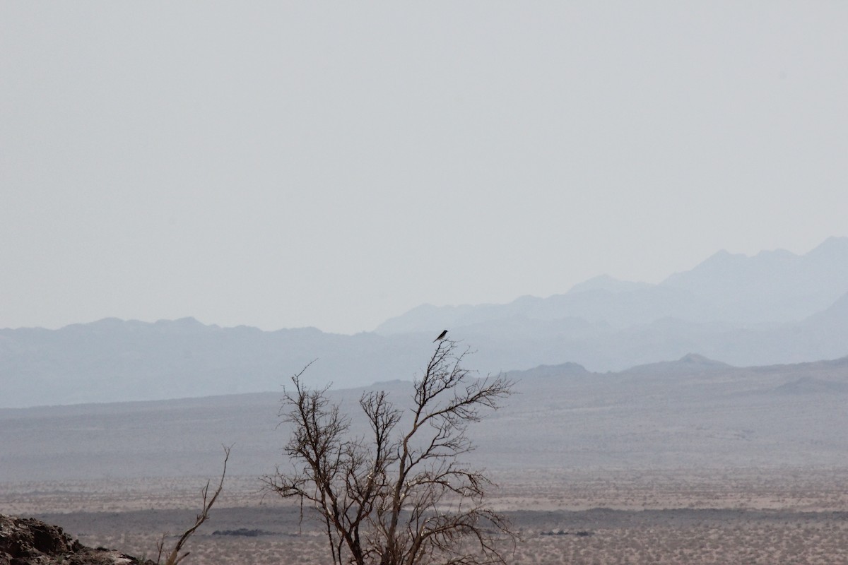 Hume's Wheatear - ML635451174