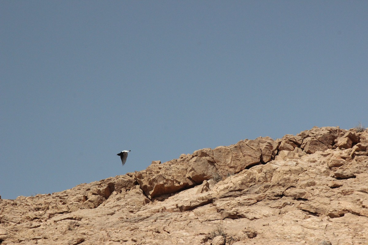 Hume's Wheatear - ML635451176