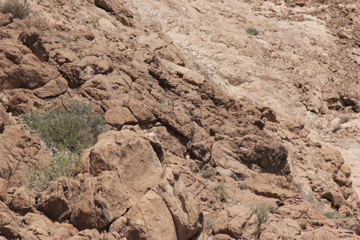 Hume's Wheatear - ML635451177