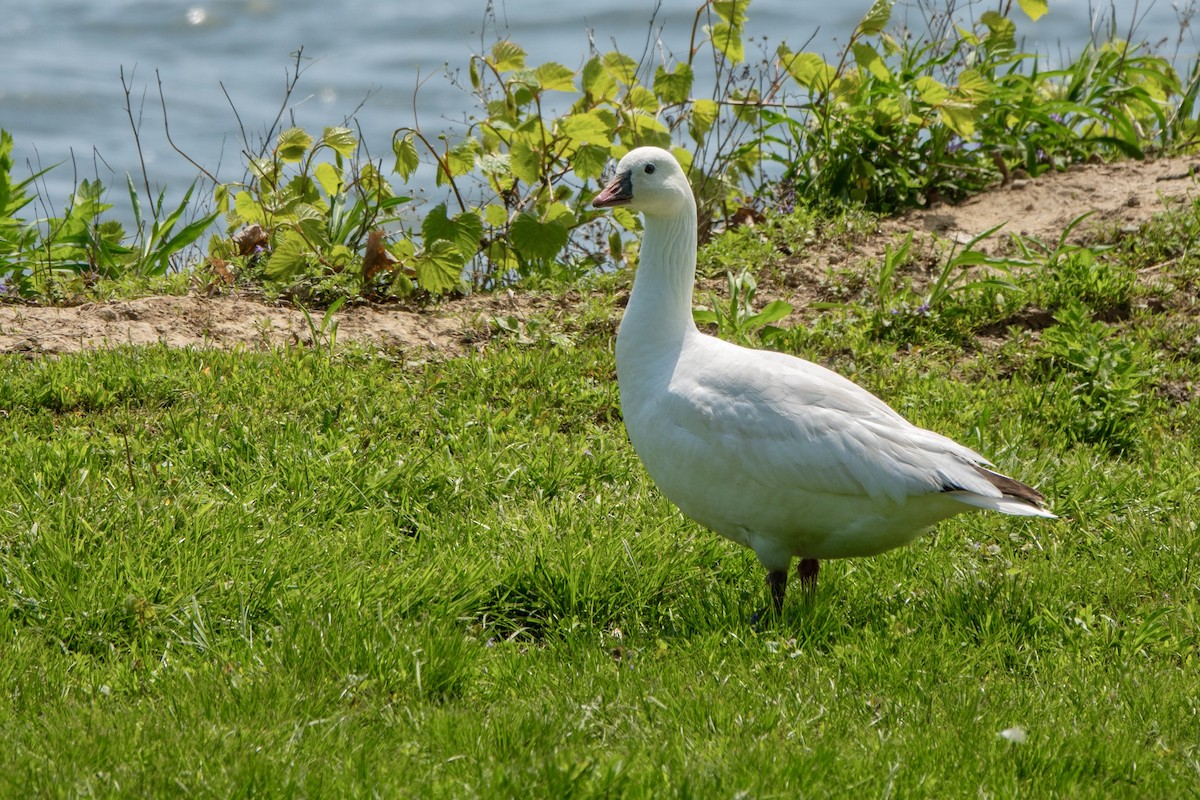 Ross's Goose - ML635451195