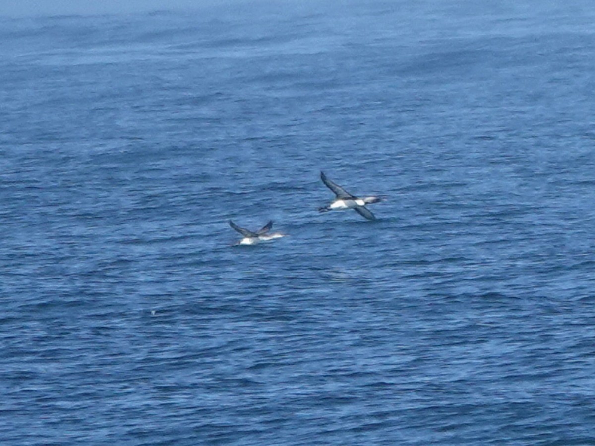 Red-throated Loon - ML635451214