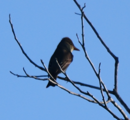 Olive-sided Flycatcher - ML635451305
