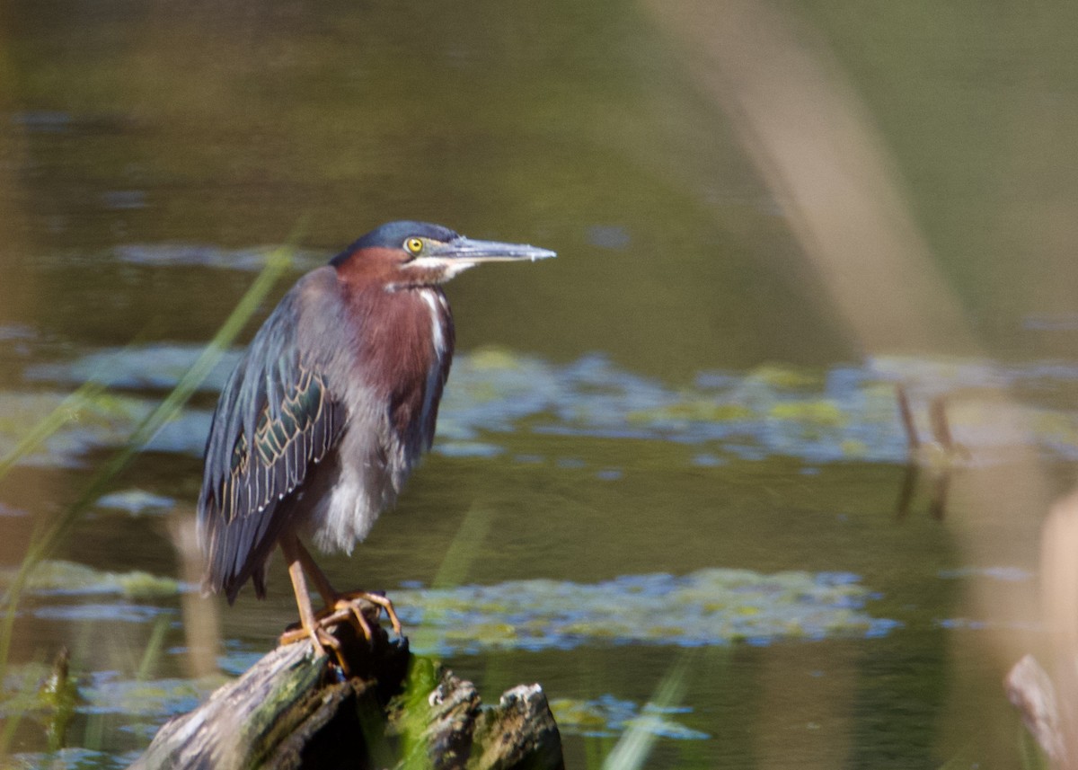 Green Heron - ML635451349