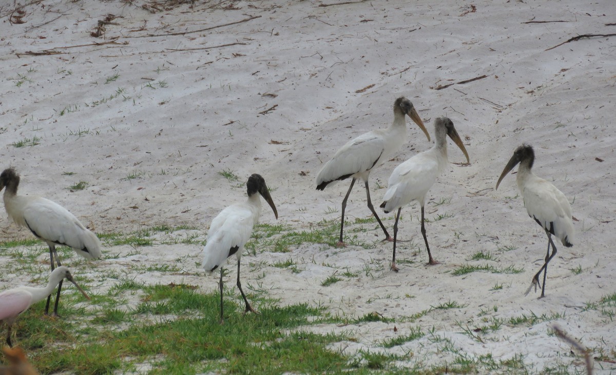 Wood Stork - ML635451373