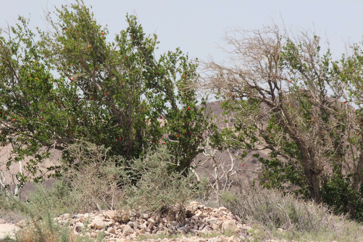Hume's Wheatear - ML635451395