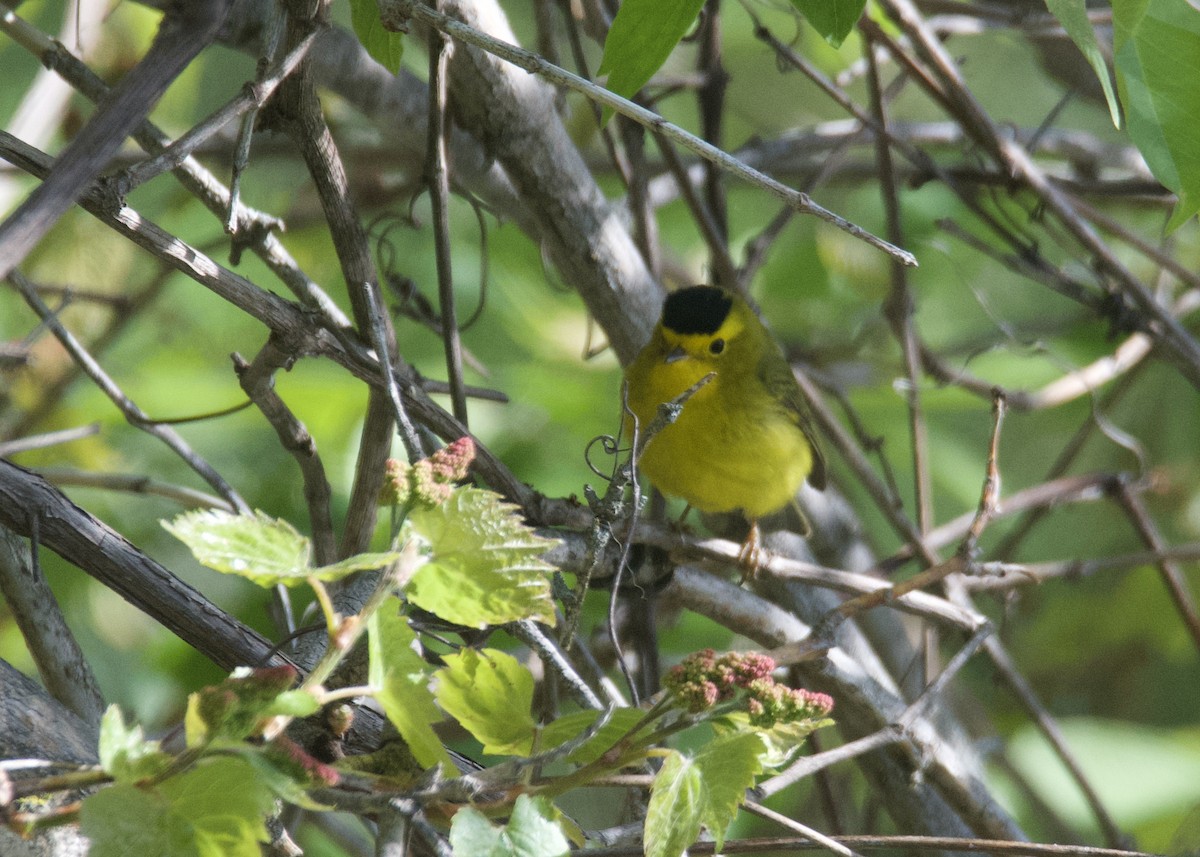 Wilson's Warbler - ML635451431
