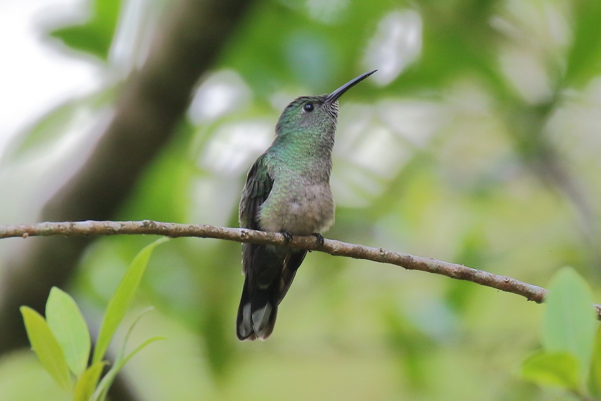 Scaly-breasted Hummingbird - ML635451461