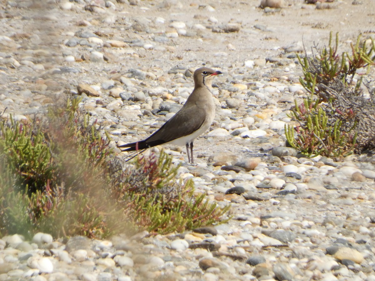 Collared Pratincole - ML635451474