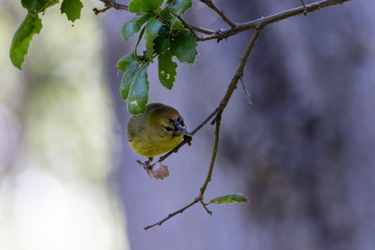 Orange-crowned Warbler - ML635451482