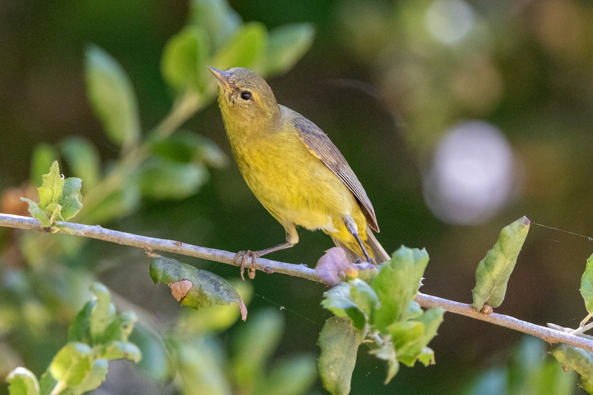 Orange-crowned Warbler - ML635451483