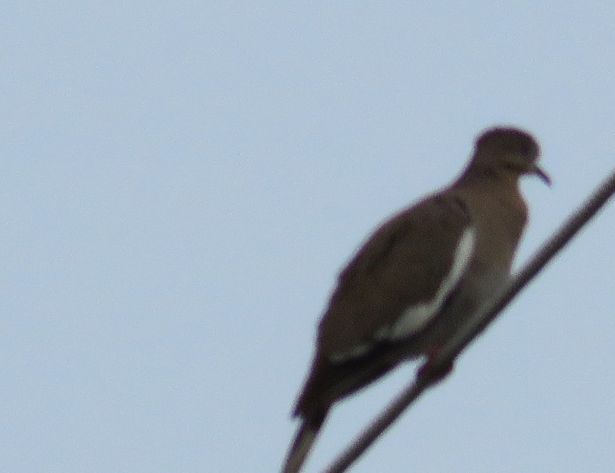 White-winged Dove - ML635451496