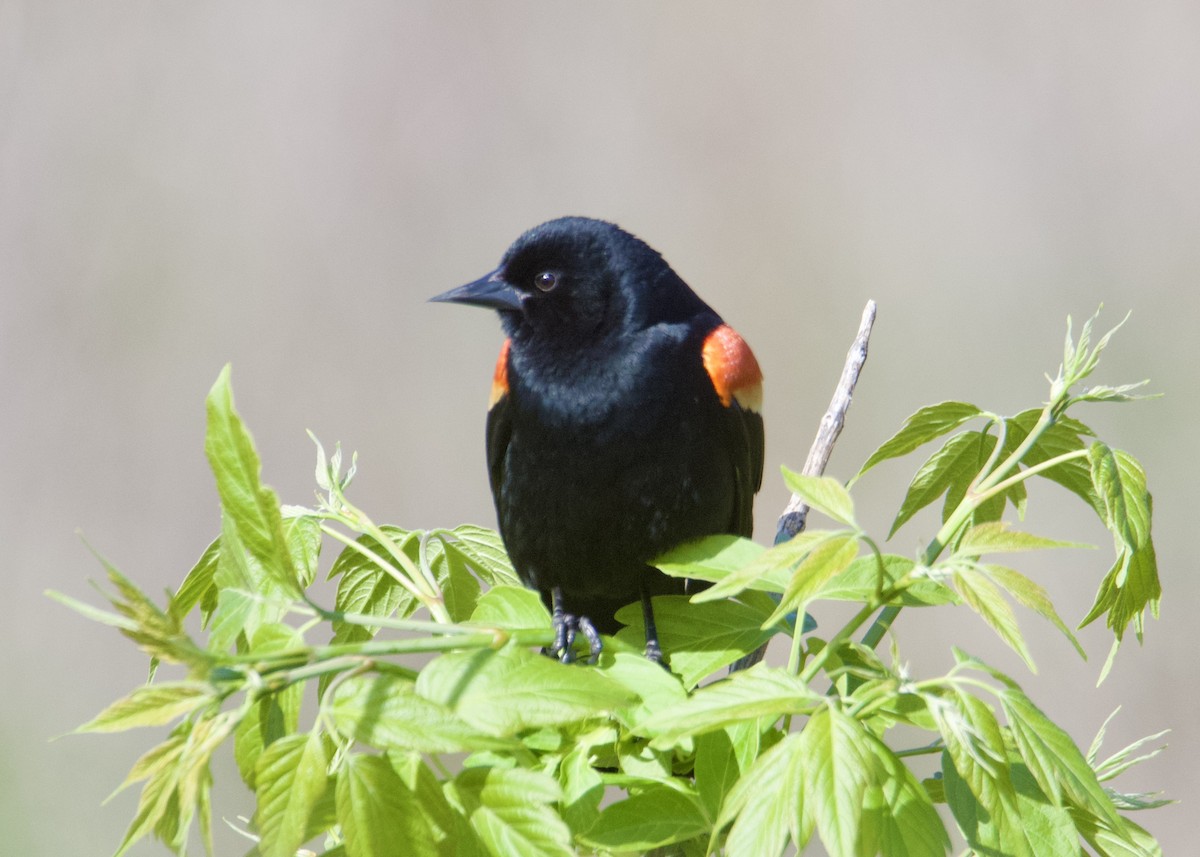 Red-winged Blackbird - ML635451506