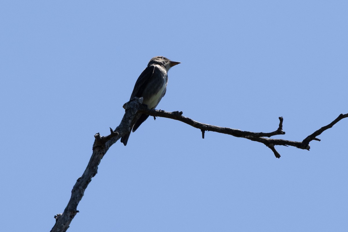 Olive-sided Flycatcher - ML635451517