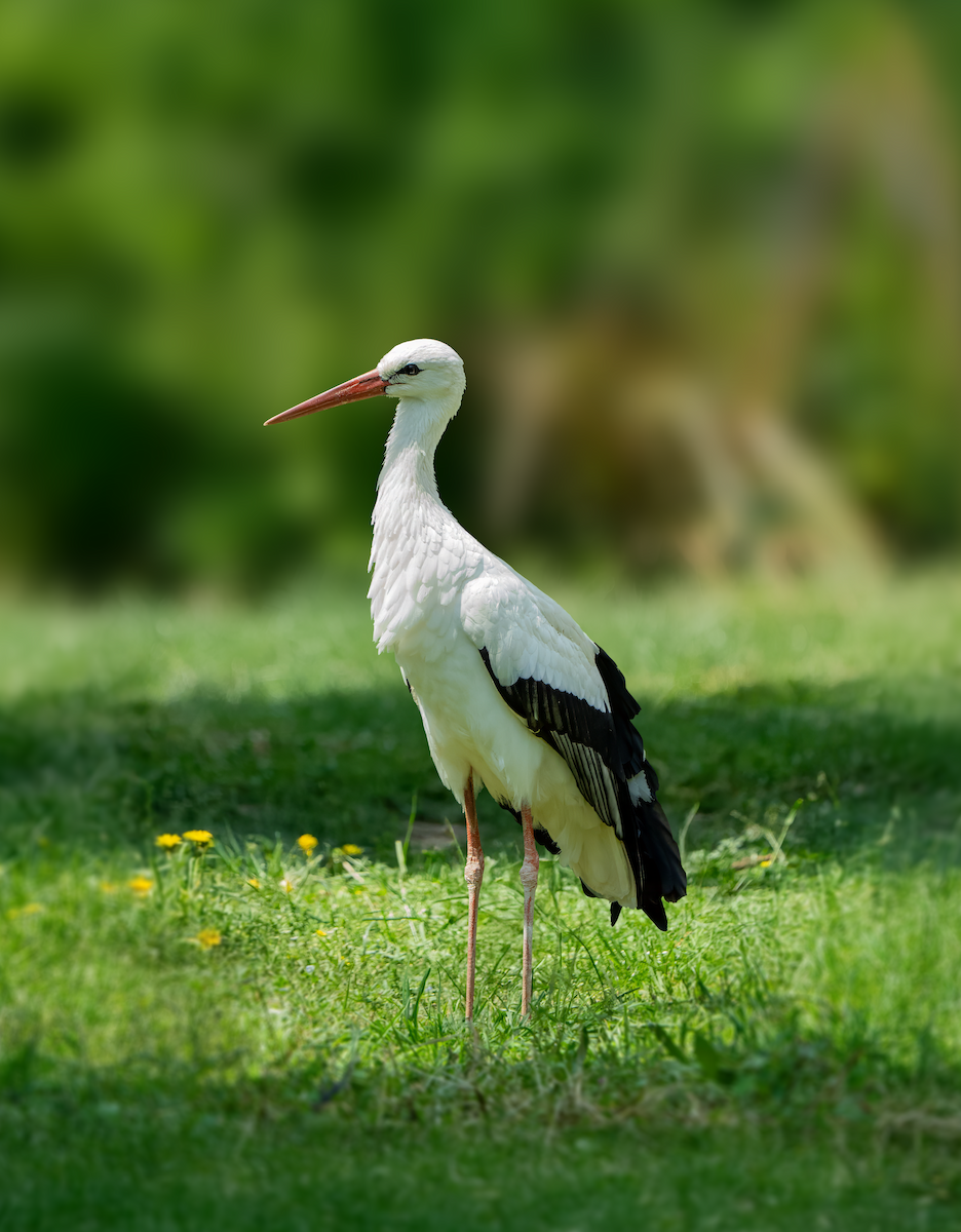 White Stork - ML635451567