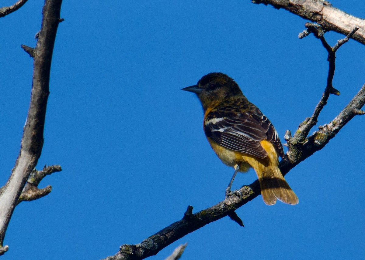 Baltimore Oriole - ML635451609