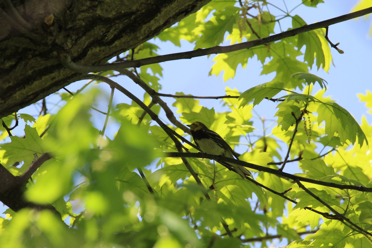 Black-throated Green Warbler - ML635451695