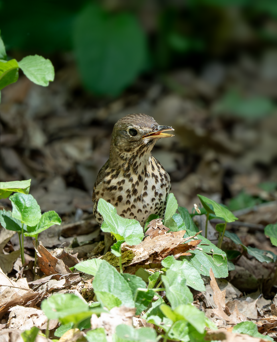 Song Thrush - ML635451726