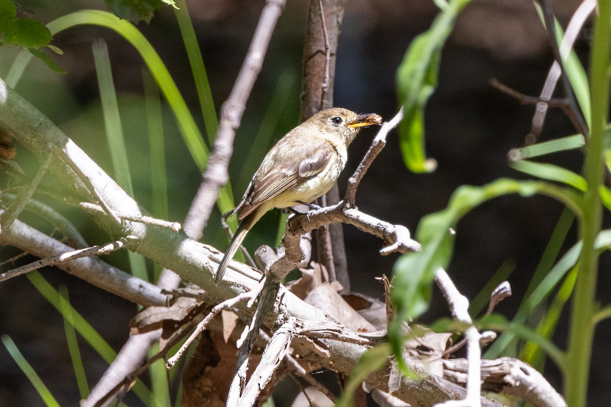 Western Flycatcher - ML635451727