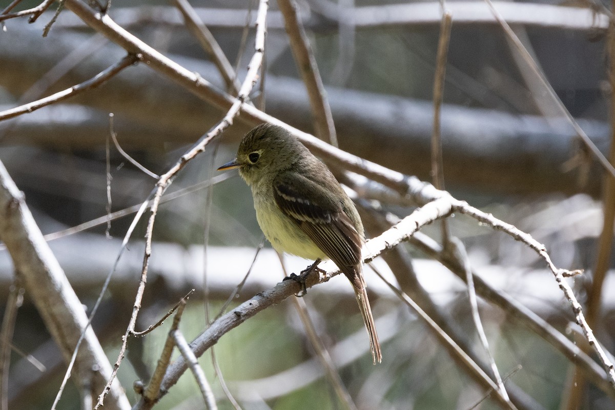 Western Flycatcher - ML635451728