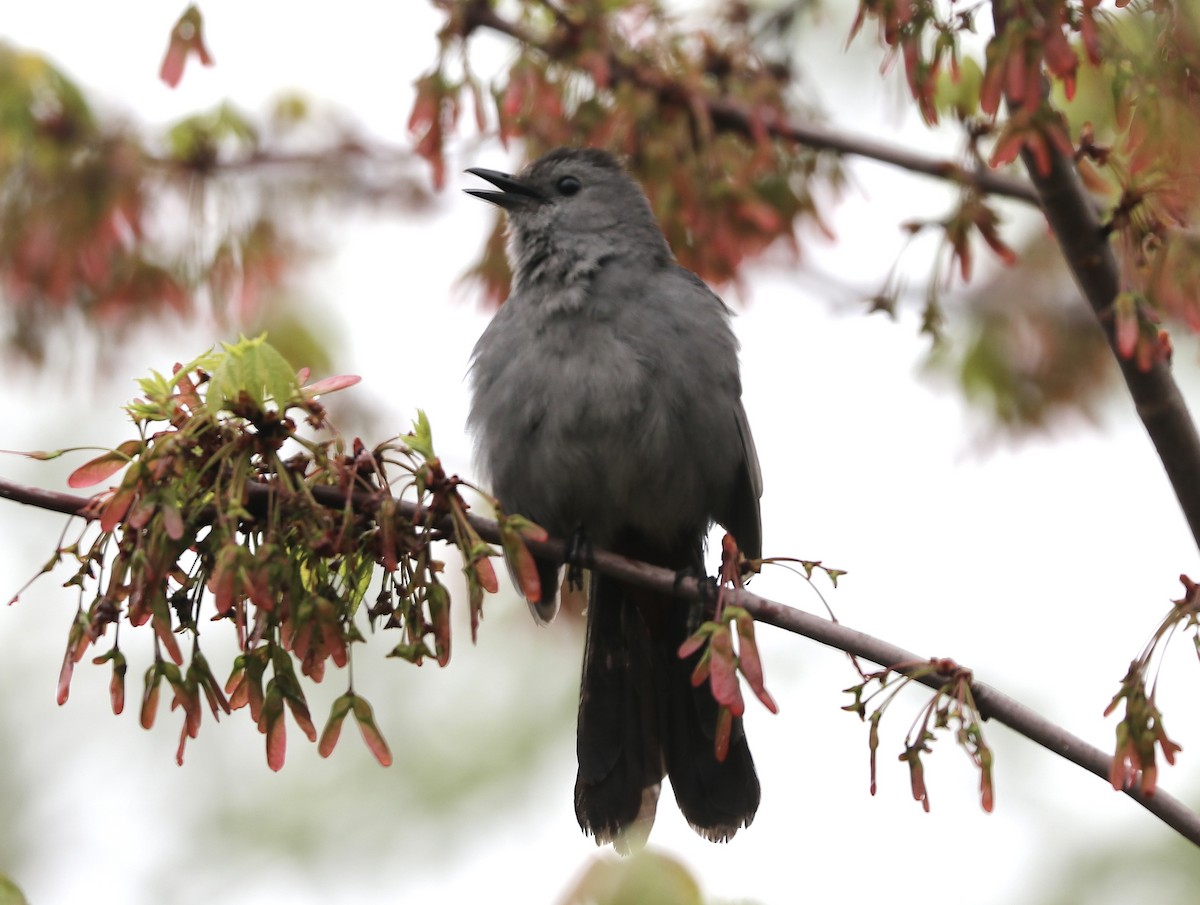 Gray Catbird - ML635451767