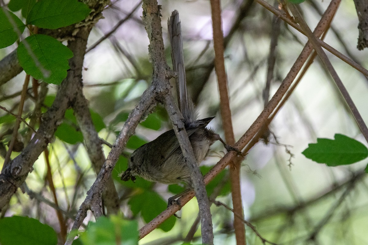 Wrentit - ML635451776