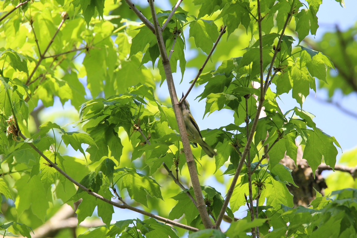 Golden-winged Warbler - ML635451789