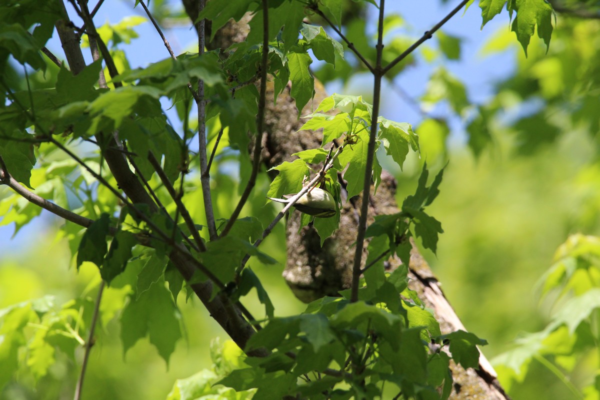 Golden-winged Warbler - ML635451795