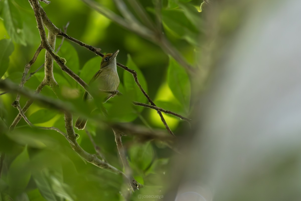Fuchsscheitelvireo - ML635451826