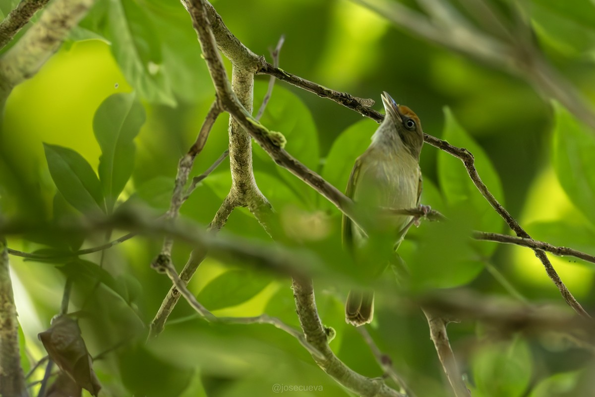 Fuchsscheitelvireo - ML635451827