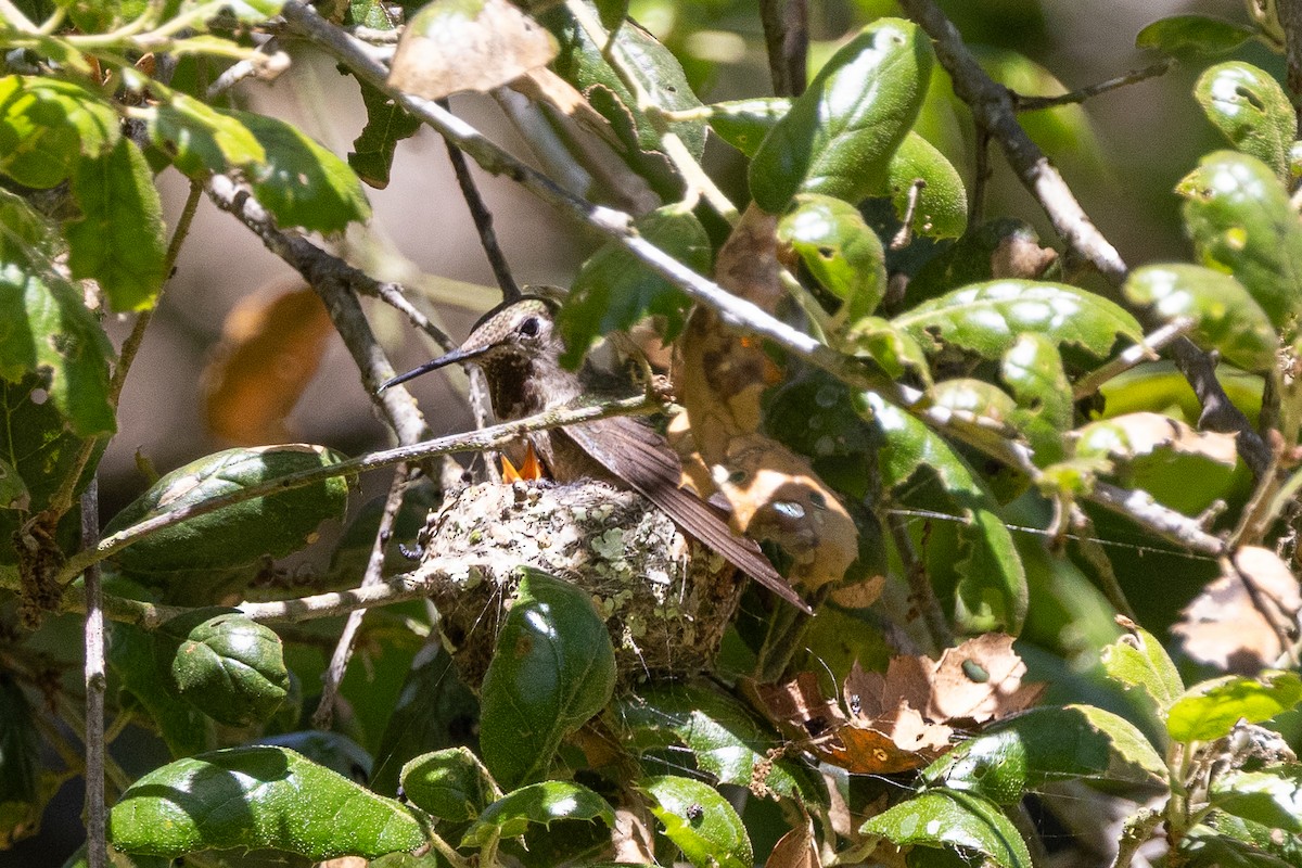 Anna's Hummingbird - ML635451853