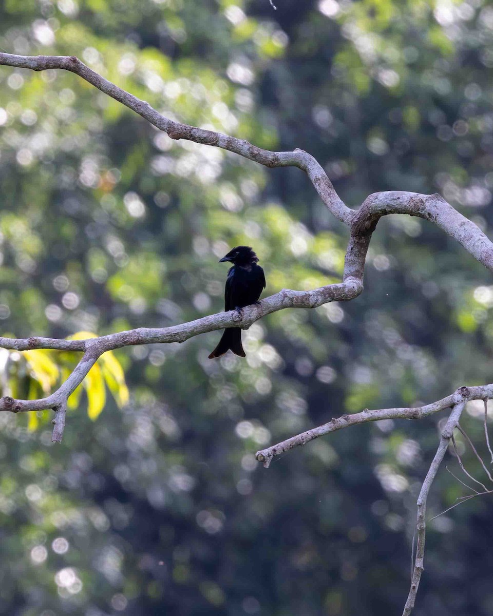 Velvet-mantled Drongo (Fanti) - ML635451900